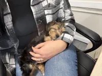 Teddy, a male Yorkshire Terrier for sale in Rootstown, OH – Photo 6 of 9