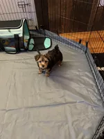 Teddy, a male Yorkshire Terrier for sale in Rootstown, OH – Photo 1 of 4