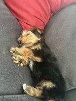 Teddy, a male Yorkshire Terrier for sale in Rootstown, OH – Photo 4 of 4