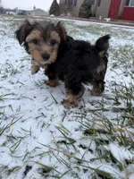 Teddy, a male Yorkshire Terrier for sale in Rootstown, OH – Photo 2 of 4