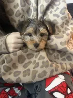 Teddy, a male Yorkshire Terrier for sale in Rootstown, OH – Photo 3 of 4