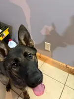 Lily, a female German Shepherd Dog for sale in Reidsville, NC – Photo 2 of 3