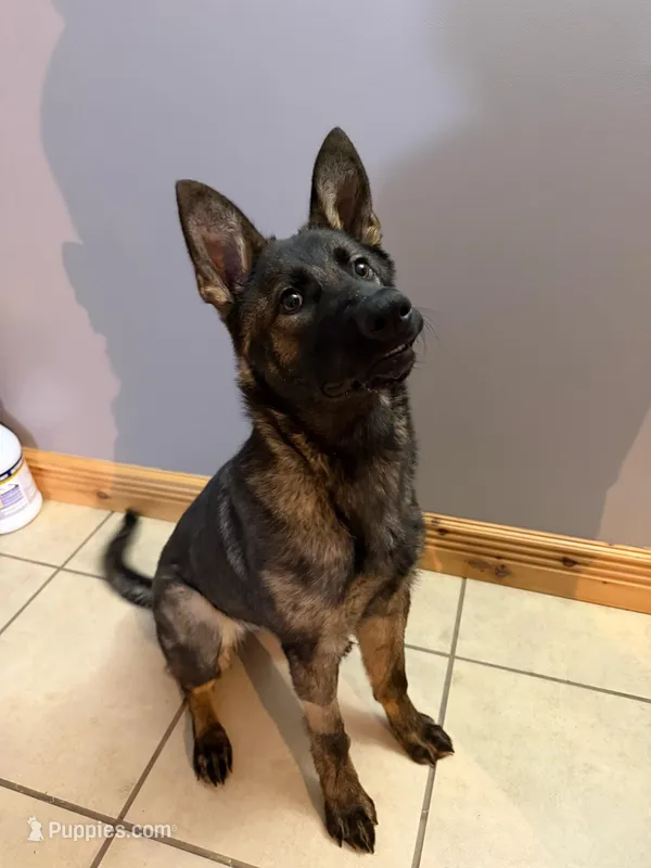 Lily – German Shepherd Dog puppy for sale in Reidsville, NC