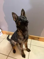Lily, a female German Shepherd Dog for sale in Reidsville, NC – Photo 1 of 3