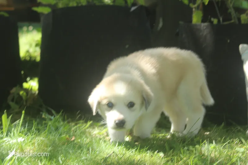 Bandit – Alaskan Malamute, Great Pyrenees puppy for sale in Adrian, MI