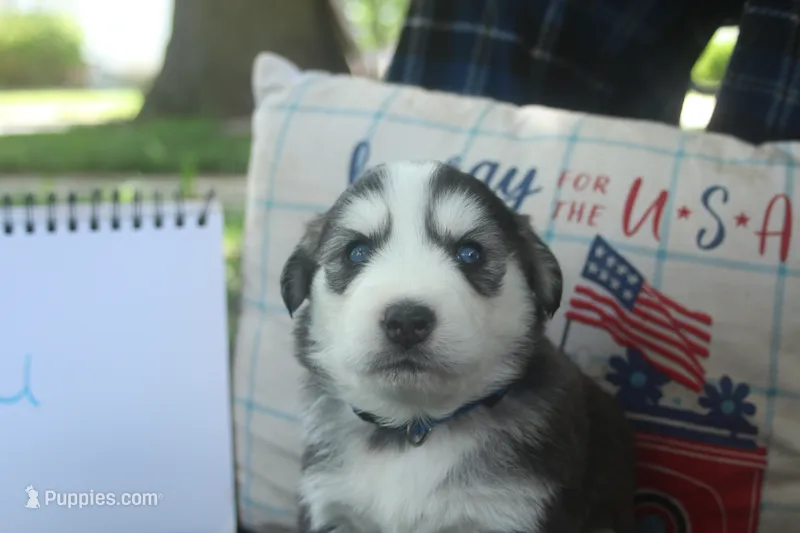 Blu – Alaskan Malamute, Great Pyrenees puppy for sale in Adrian, MI