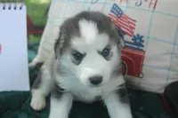Luna, a female Alaskan Malamute and Great Pyrenees for sale in Adrian, MI – 3 of 3