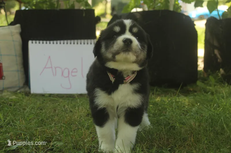 Angel – Alaskan Malamute, Great Pyrenees puppy on hold in Adrian, MI