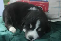 Angel, a female Alaskan Malamute and Great Pyrenees for sale in Adrian, MI – 3 of 3