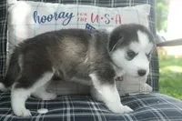 Luna, a female Alaskan Malamute and Great Pyrenees for sale in Adrian, MI – 2 of 3