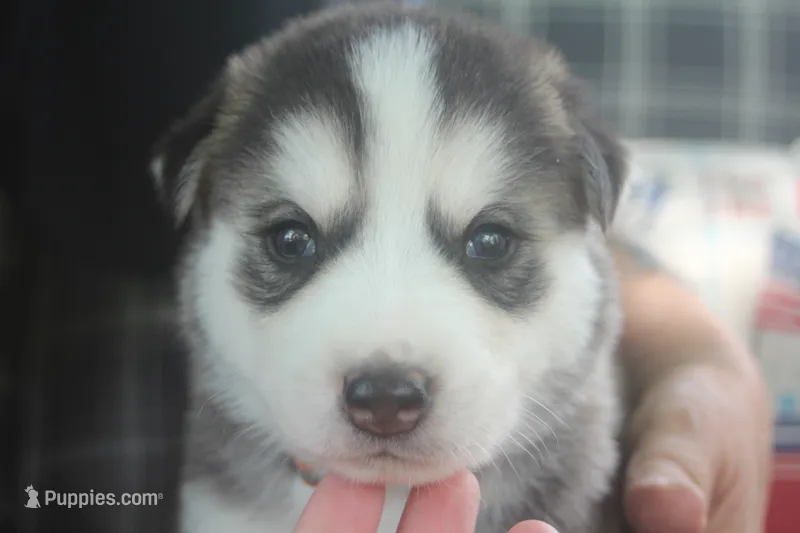 Tres – Alaskan Malamute, Great Pyrenees puppy for sale in Adrian, MI