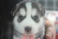 Tres, a male Alaskan Malamute and Great Pyrenees for sale in Adrian, MI – 1 of 4