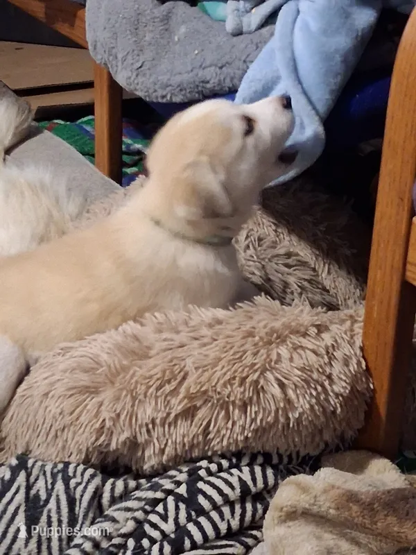 Bandit – Alaskan Malamute, Great Pyrenees puppy for sale in Adrian, MI