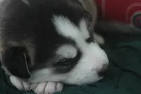 Tres, a male Alaskan Malamute and Great Pyrenees for sale in Adrian, MI – 2 of 4