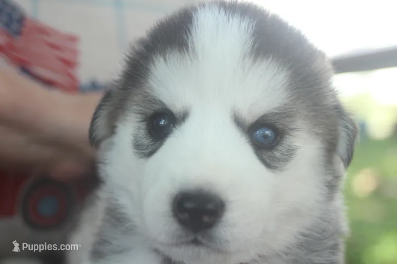 Luna – Alaskan Malamute, Great Pyrenees puppy for sale in Adrian, MI