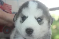 Luna, a female Alaskan Malamute and Great Pyrenees for sale in Adrian, MI – 1 of 3