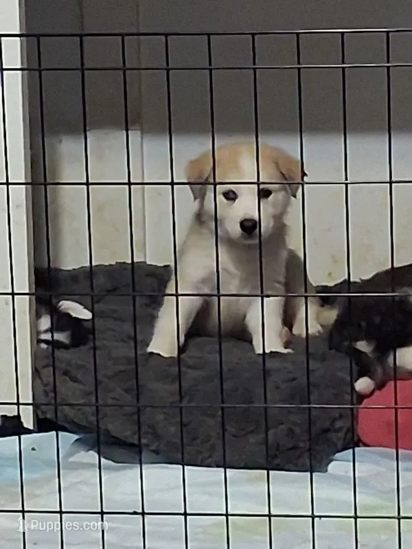 Bandit – Alaskan Malamute, Great Pyrenees puppy for sale in Adrian, MI