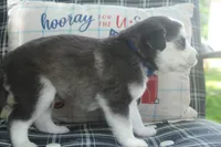 Blu, a male Alaskan Malamute and Great Pyrenees for sale in Adrian, MI – 3 of 3