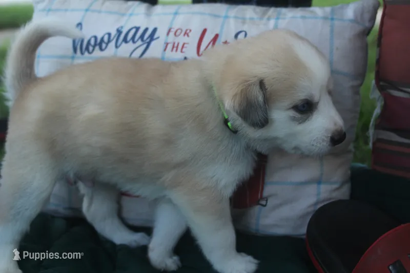 Bandit – Alaskan Malamute, Great Pyrenees puppy for sale in Adrian, MI