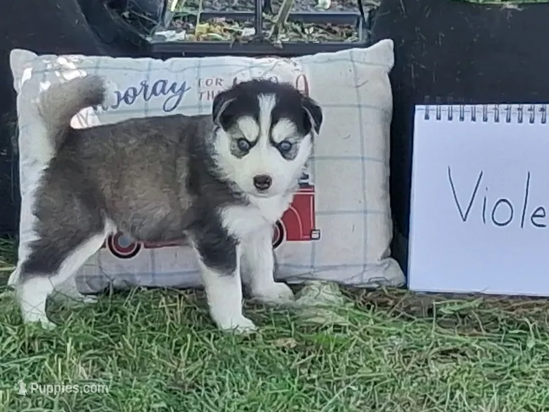 Violet – Alaskan Malamute, Great Pyrenees puppy for sale in Adrian, MI