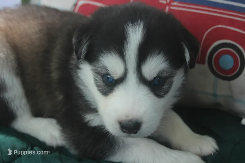 Violet – Alaskan Malamute, Great Pyrenees puppy for sale in Adrian, MI