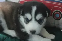 Violet, a female Alaskan Malamute and Great Pyrenees for sale in Adrian, MI – 1 of 3
