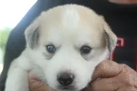 Bandit, a male Alaskan Malamute and Great Pyrenees for sale in Adrian, MI – 3 of 3