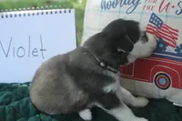 Violet, a female Alaskan Malamute and Great Pyrenees for sale in Adrian, MI – 2 of 3