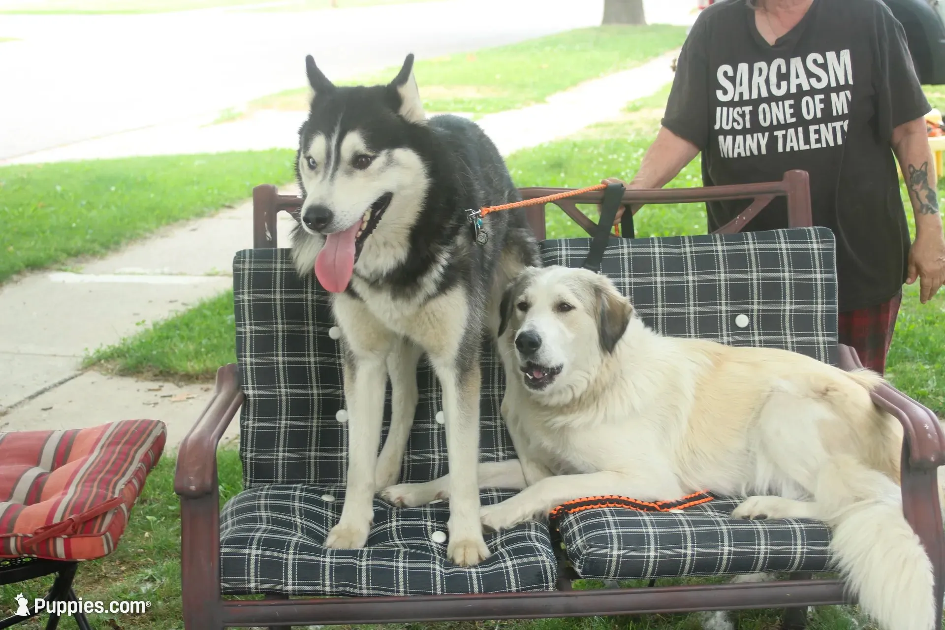 Tres, a male Alaskan Malamute and Great Pyrenees for sale in Adrian, MI – 3 of 4