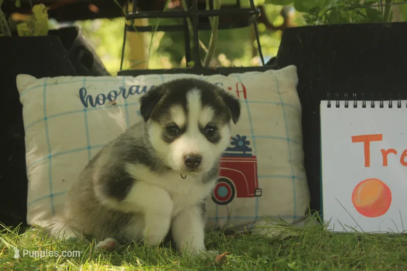 Tres – Alaskan Malamute, Great Pyrenees puppy for sale in Adrian, MI