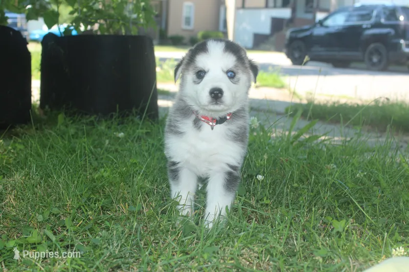 Luna – Alaskan Malamute, Great Pyrenees puppy on hold in Adrian, MI