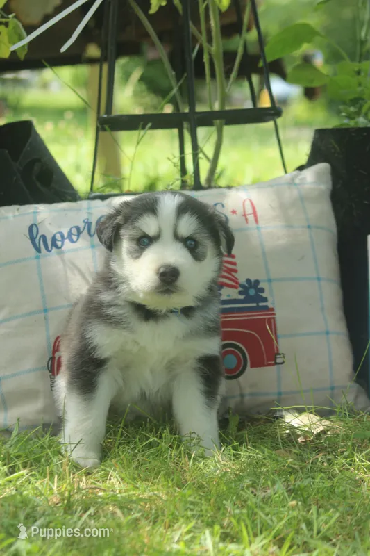 Blu – Alaskan Malamute, Great Pyrenees puppy for sale in Adrian, MI