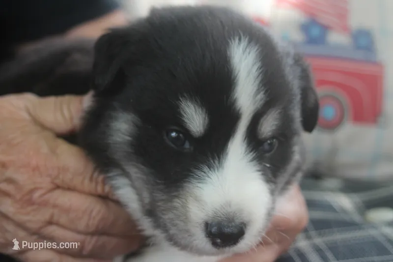 Angel – Alaskan Malamute, Great Pyrenees puppy for sale in Adrian, MI