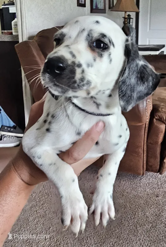 Dalmatian  – Dalmatian puppy for sale in Vanceburg, KY