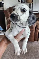 Dalmatian , a female Dalmatian for sale in Vanceburg, KY – 1 of 8