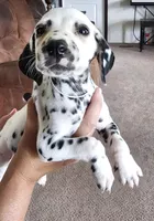 Dalmatian , a female Dalmatian for sale in Vanceburg, KY – 6 of 8