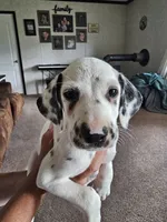 Dalmatian , a female Dalmatian for sale in Vanceburg, KY – 7 of 8