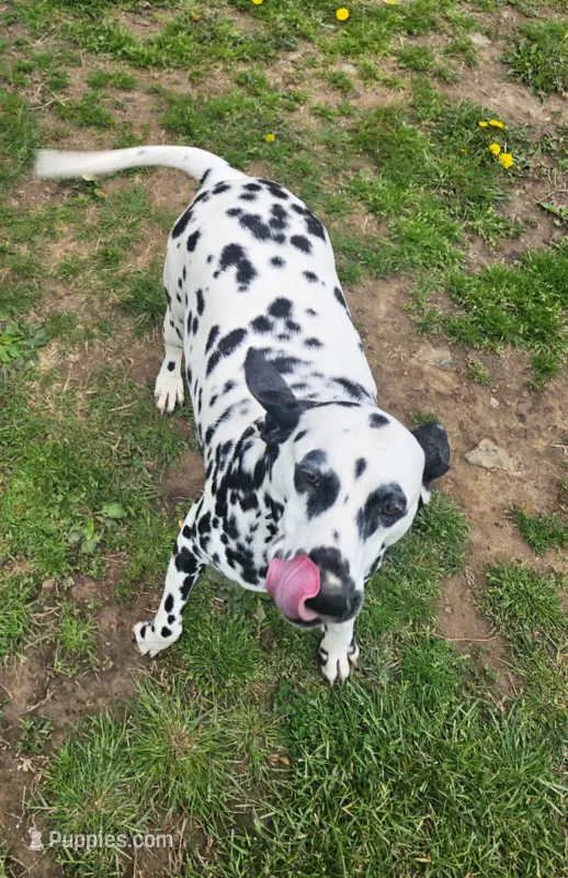 Dalmatian  – Dalmatian puppy for sale in Vanceburg, KY