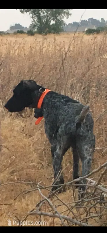 Luna the Mom – German Shorthaired Pointer puppy for sale in Santa Clarita, CA