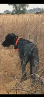 Luna the Mom, a female German Shorthaired Pointer for sale in Santa Clarita, CA – 1 of 2