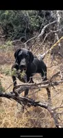 Luna the Mom, a female German Shorthaired Pointer for sale in Santa Clarita, CA – 2 of 2