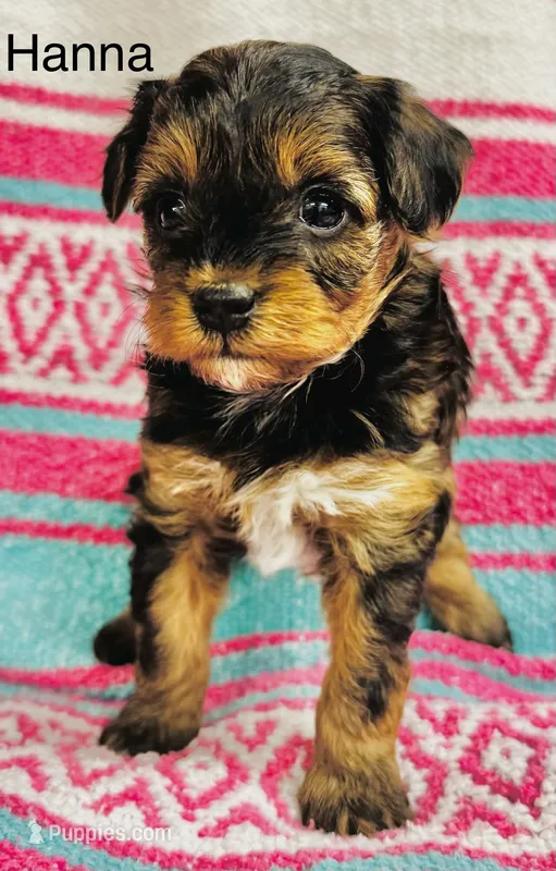 Hanna – Yorkipoo puppy for sale in Newton Grove, NC