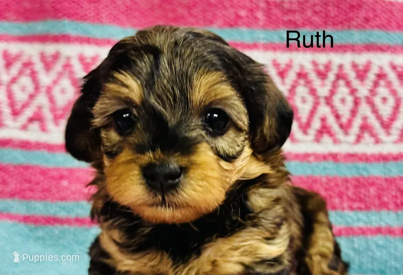 Ruth – Yorkipoo puppy for sale in Newton Grove, NC