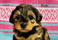 Ruth, a female Yorkipoo for sale in Newton Grove, NC – 1 of 2