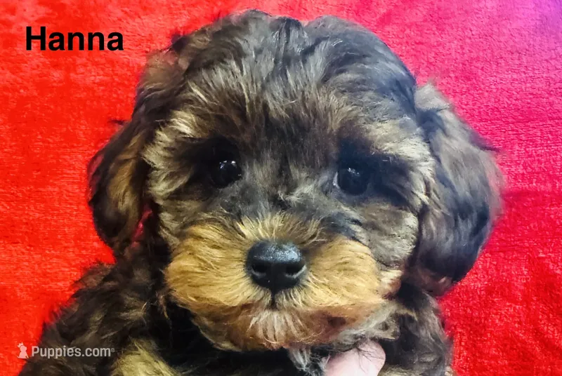 Hanna – Yorkipoo puppy for sale in Newton Grove, NC
