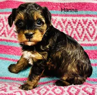 Hanna, a female Yorkipoo for sale in Newton Grove, NC – 2 of 2