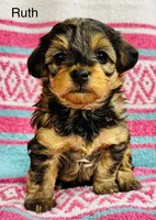 Ruth, a female Yorkipoo for sale in Newton Grove, NC – 2 of 2