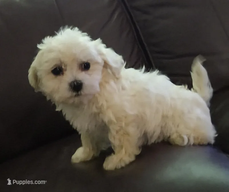 Pup 3 – Shihpoo puppy for sale in Cartersville, GA