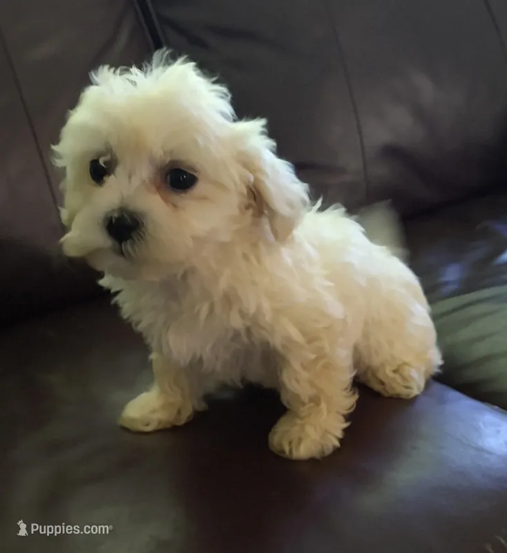 Pup 3 – Shihpoo puppy for sale in Cartersville, GA