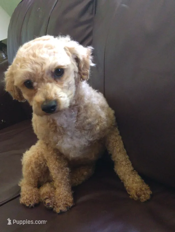 Muffin – Poodle - Toy  puppy for sale in Cartersville, GA